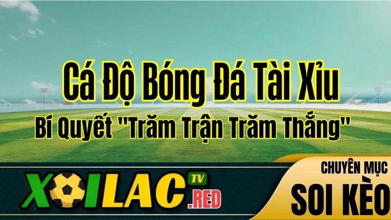 Kinh Nghiệm Cá Độ Bóng Đá Tài Xỉu: Bí Quyết "Trăm Trận Trăm Thắng" Từ Chuyên Gia Xoilac TV